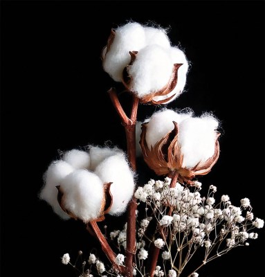 profumo-carezza-talcata