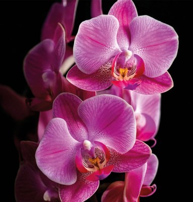 profumo-orchidea-preziosa